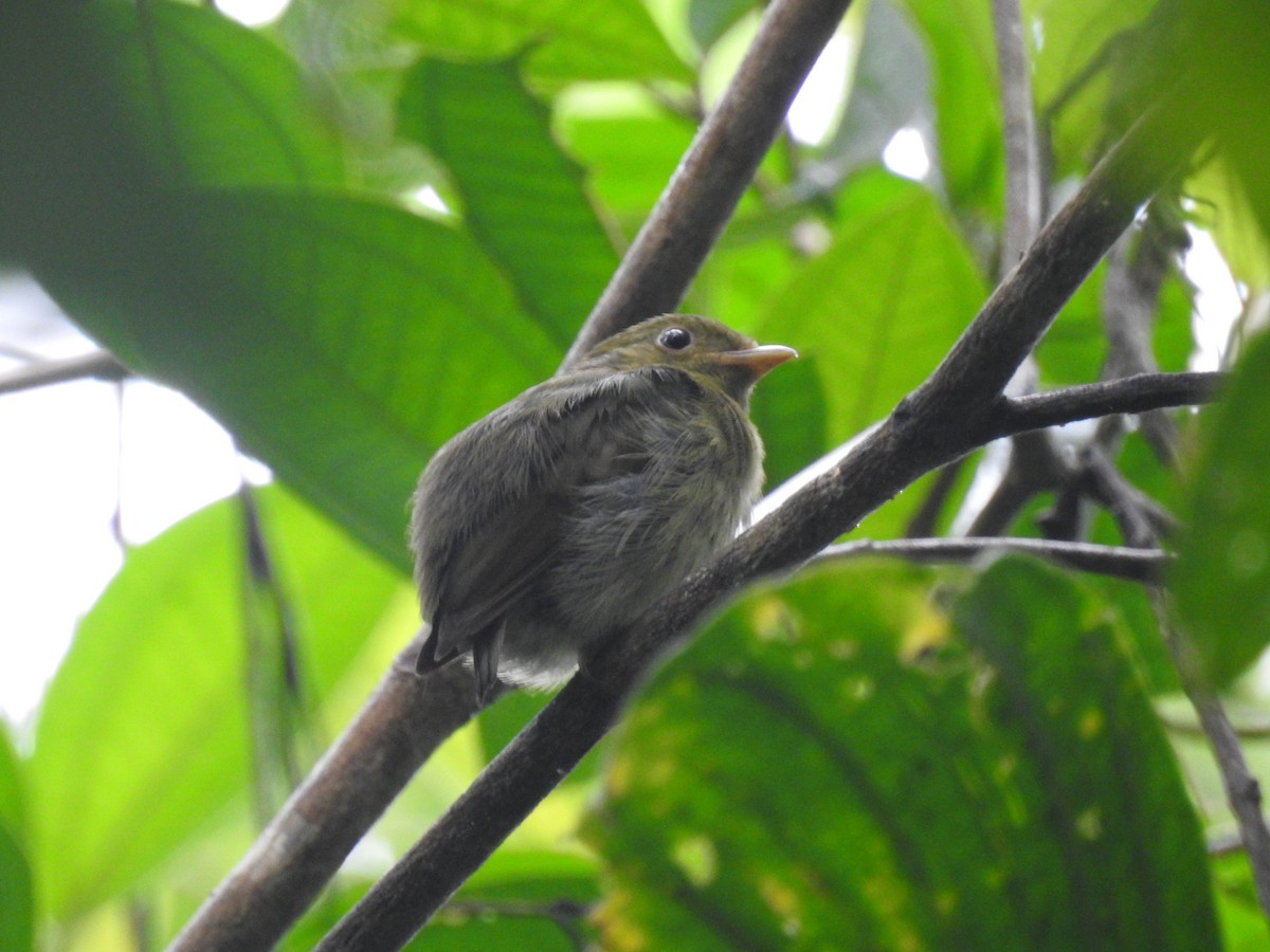 Golden-headed Manakin - Kevin Carrera