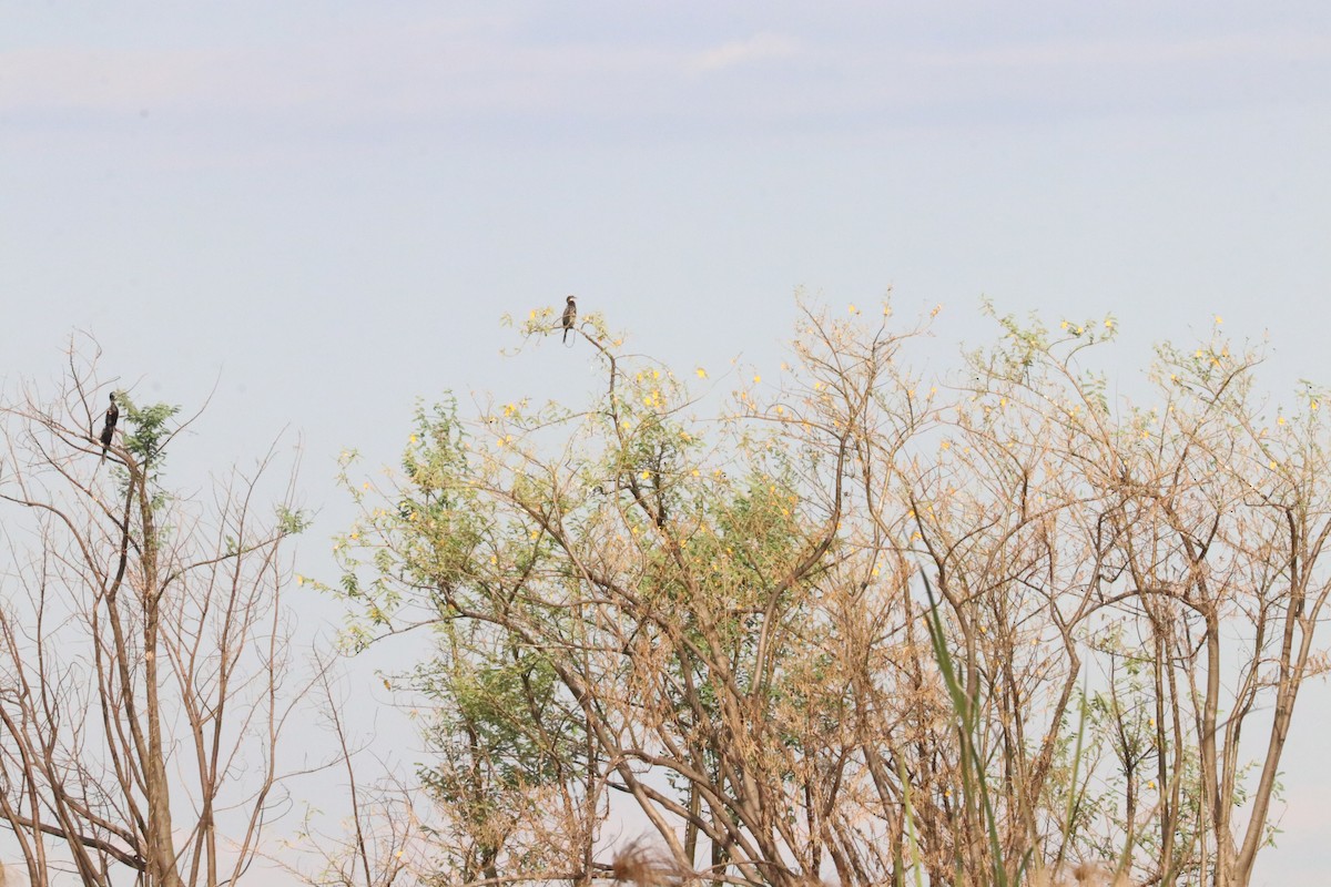 Long-tailed Cormorant - Nyreen Roberts