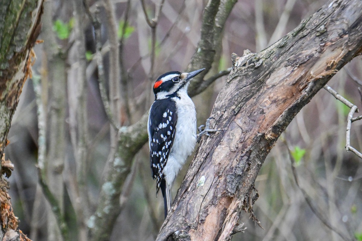 Hairy Woodpecker - ML618977314