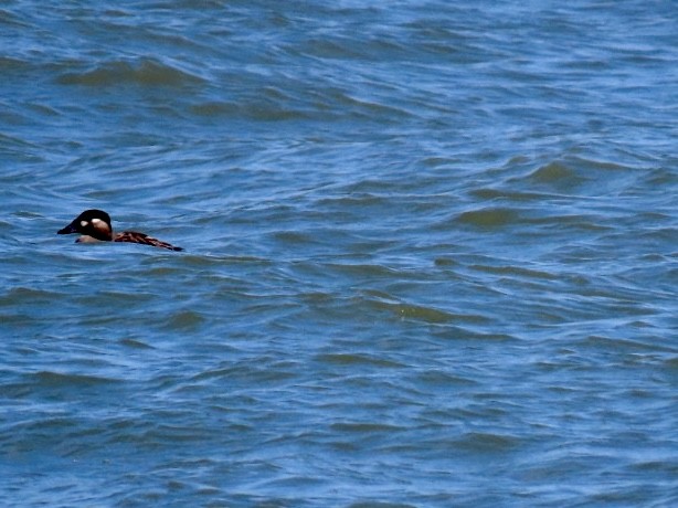 Surf Scoter - Lindsay McNamara