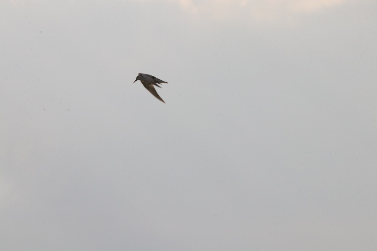 Whiskered Tern - Nyreen Roberts