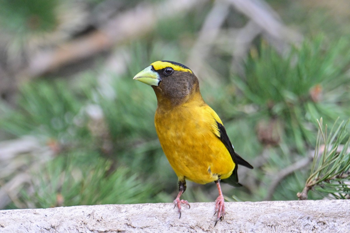 Evening Grosbeak - Serg Tremblay