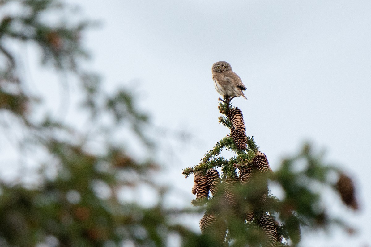 Eurasian Pygmy-Owl - Hichem MACHOUK