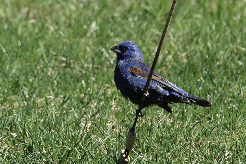 Blue Grosbeak - Études des populations  d'oiseaux du Québec