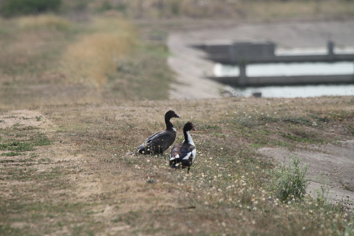 Muscovy Duck (Domestic type) - ML618977387