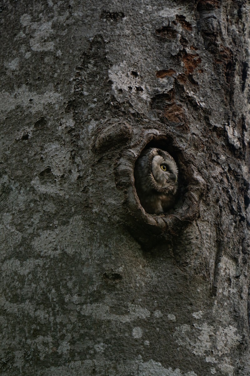 Boreal Owl - Hichem MACHOUK