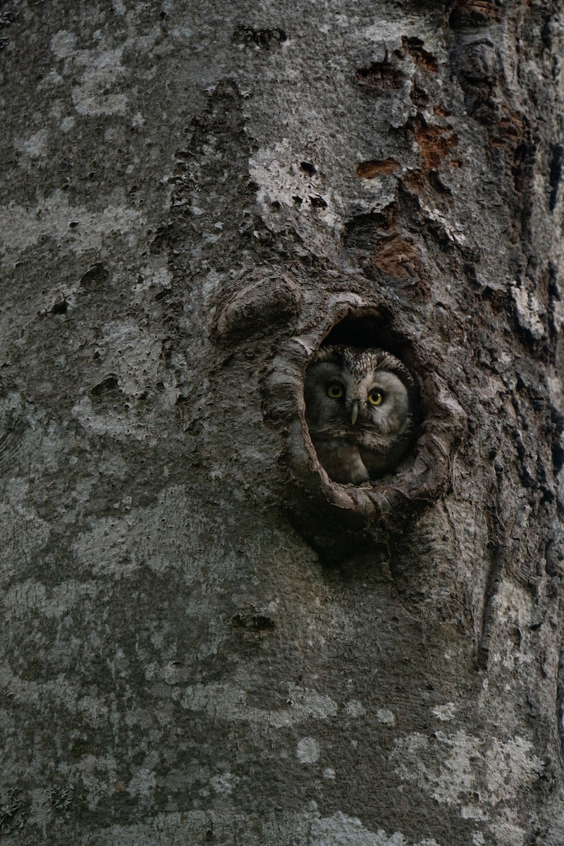 Boreal Owl - Hichem MACHOUK