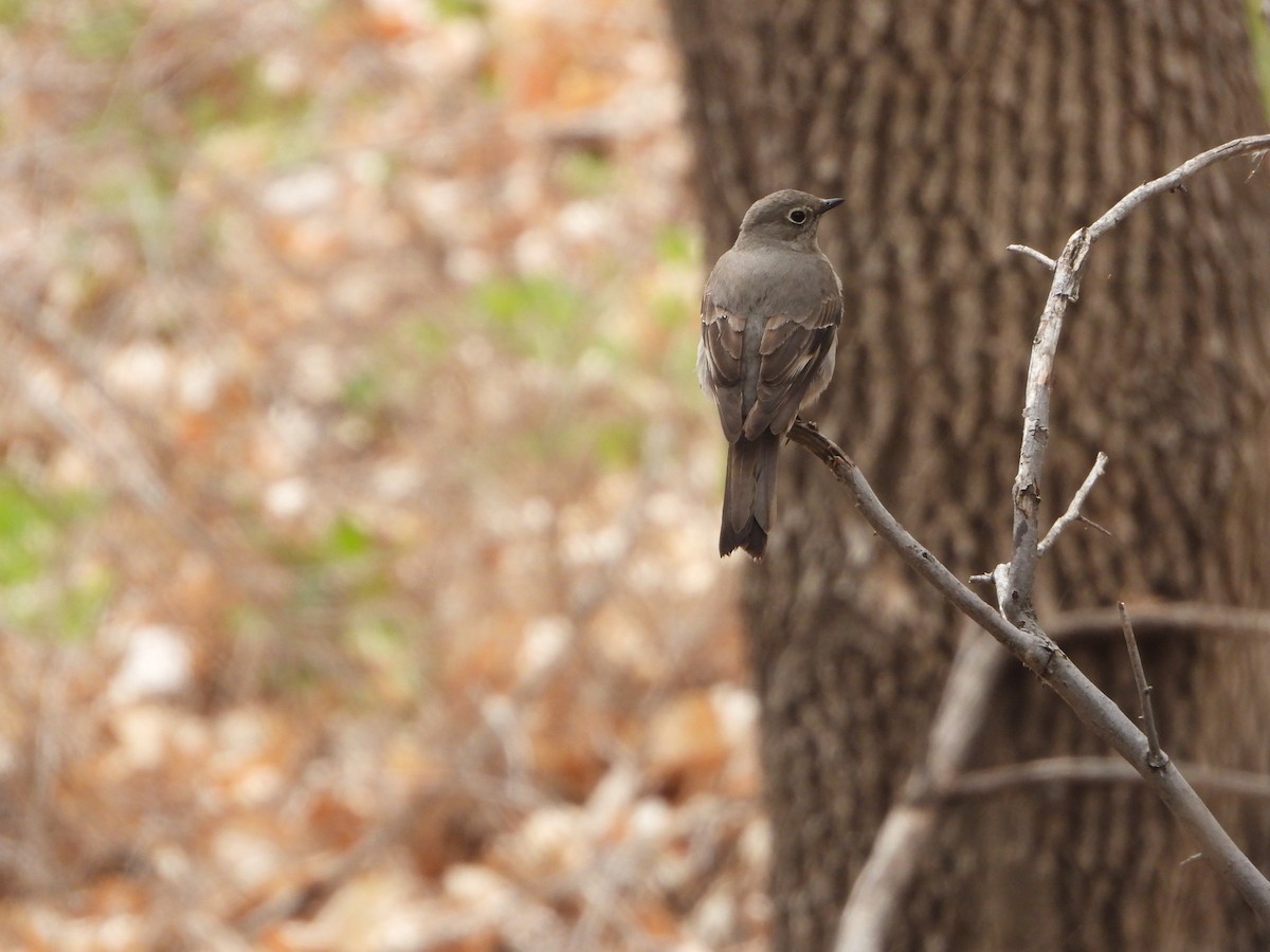Townsend's Solitaire - ML618977421