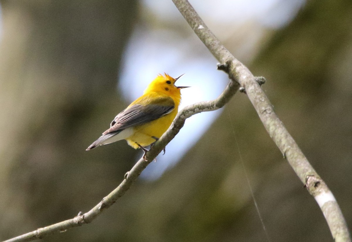 Prothonotary Warbler - Marie-Josee D'Amour