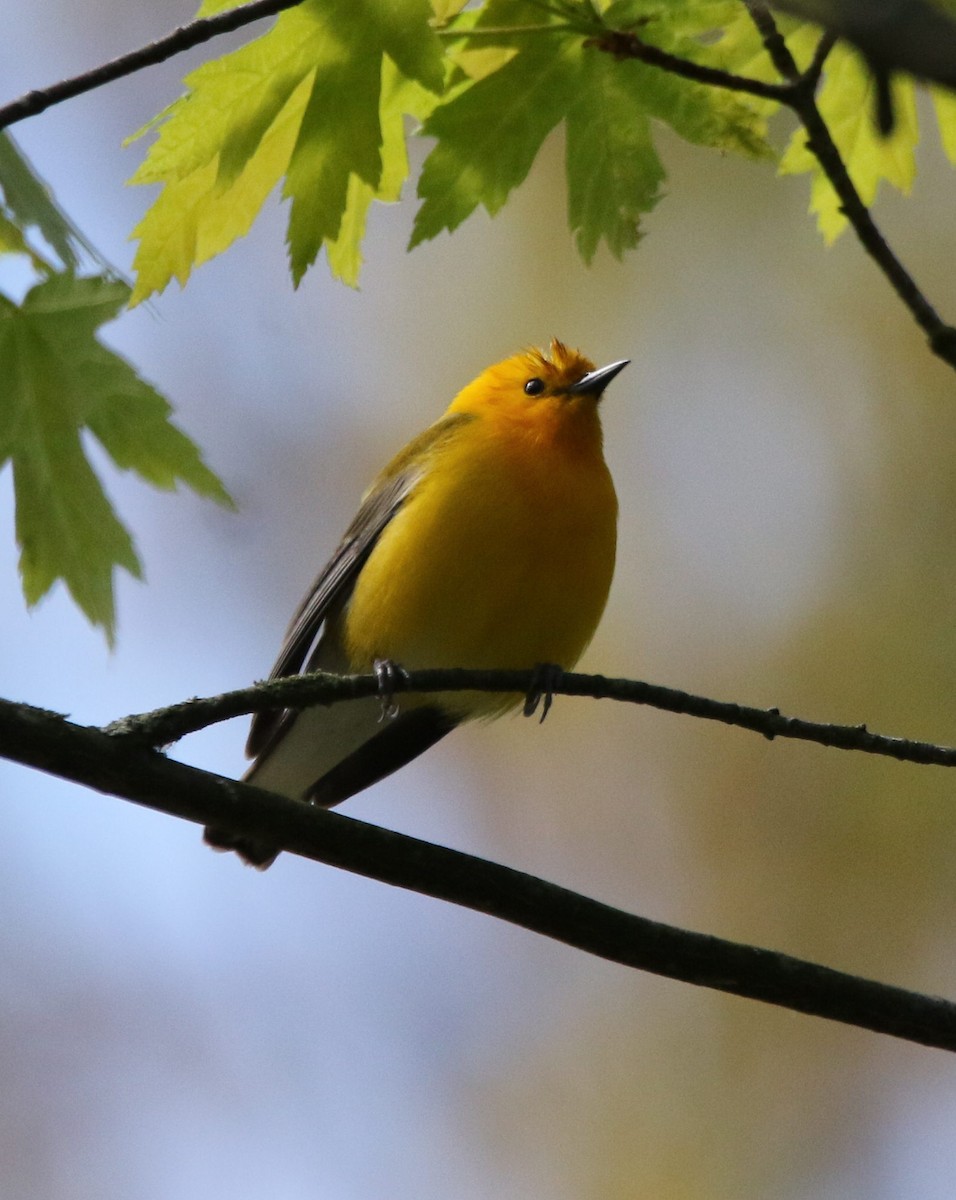 Prothonotary Warbler - Marie-Josee D'Amour