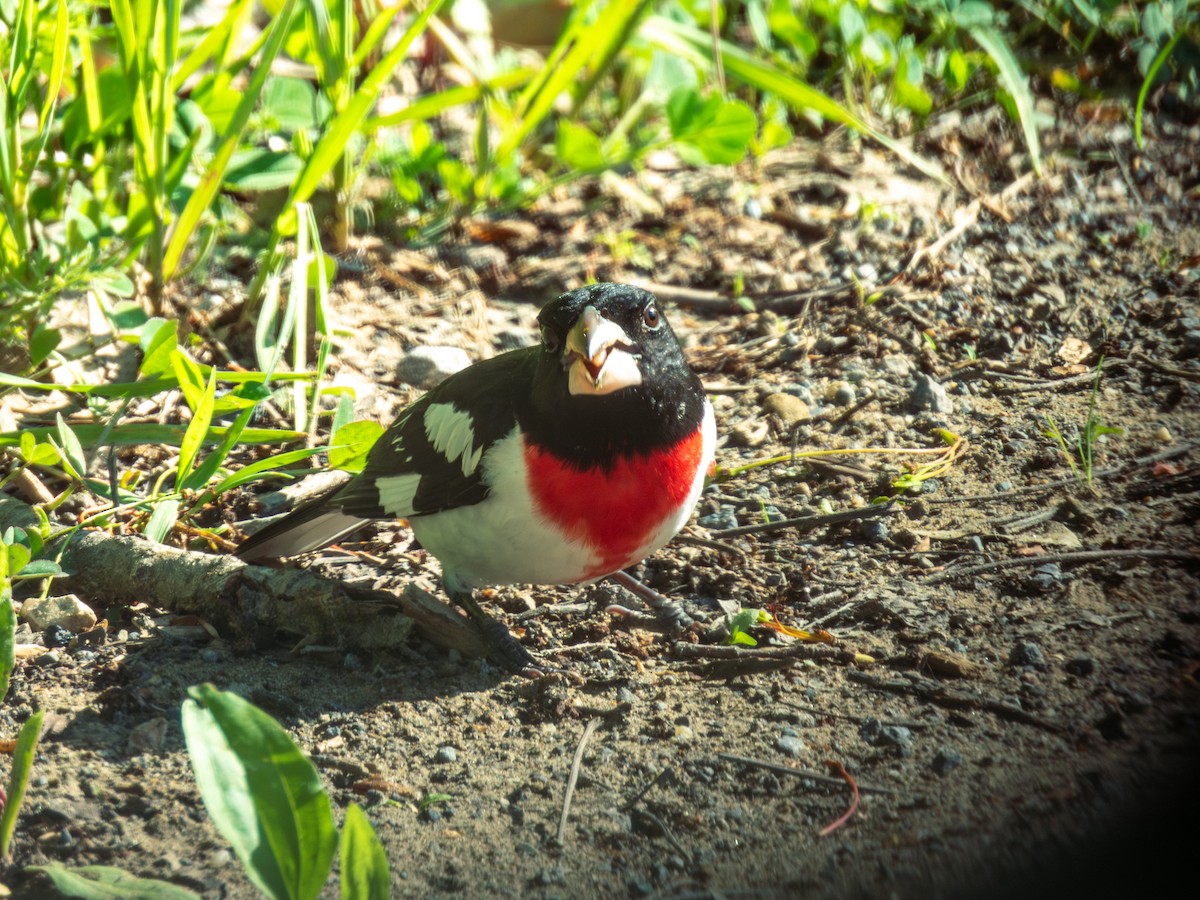 Rose-breasted Grosbeak - ML618977425