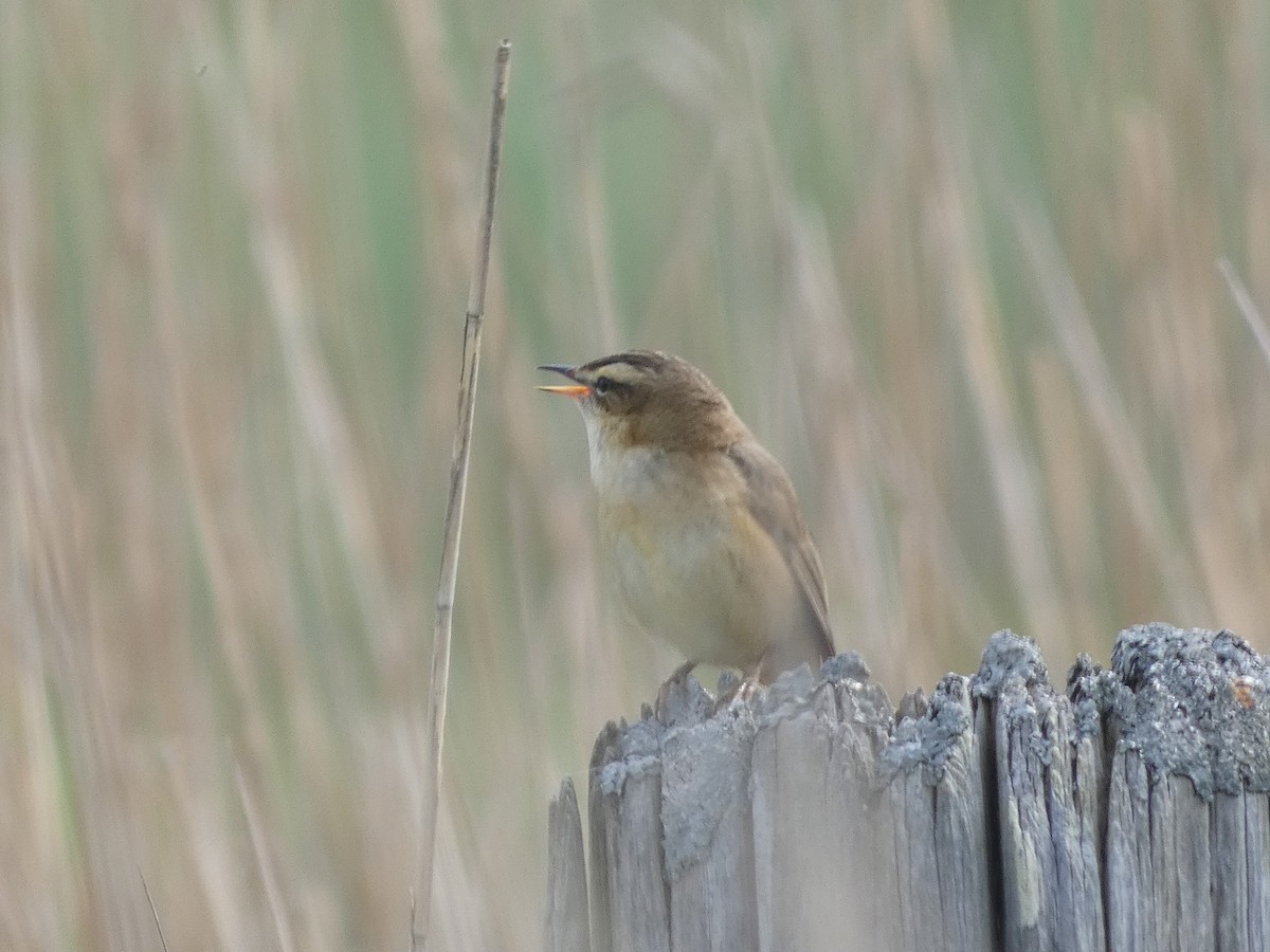 Sedge Warbler - ML618977432