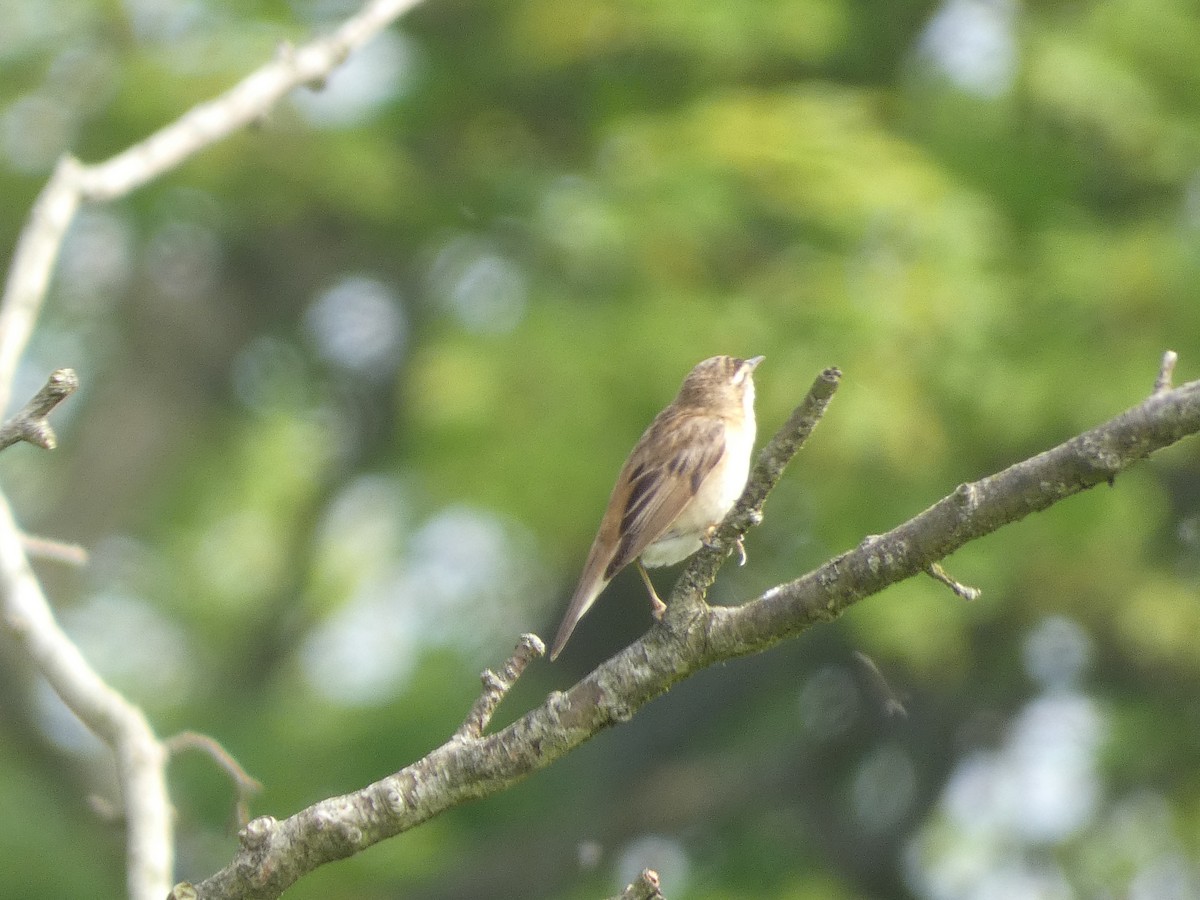 Sedge Warbler - ML618977434