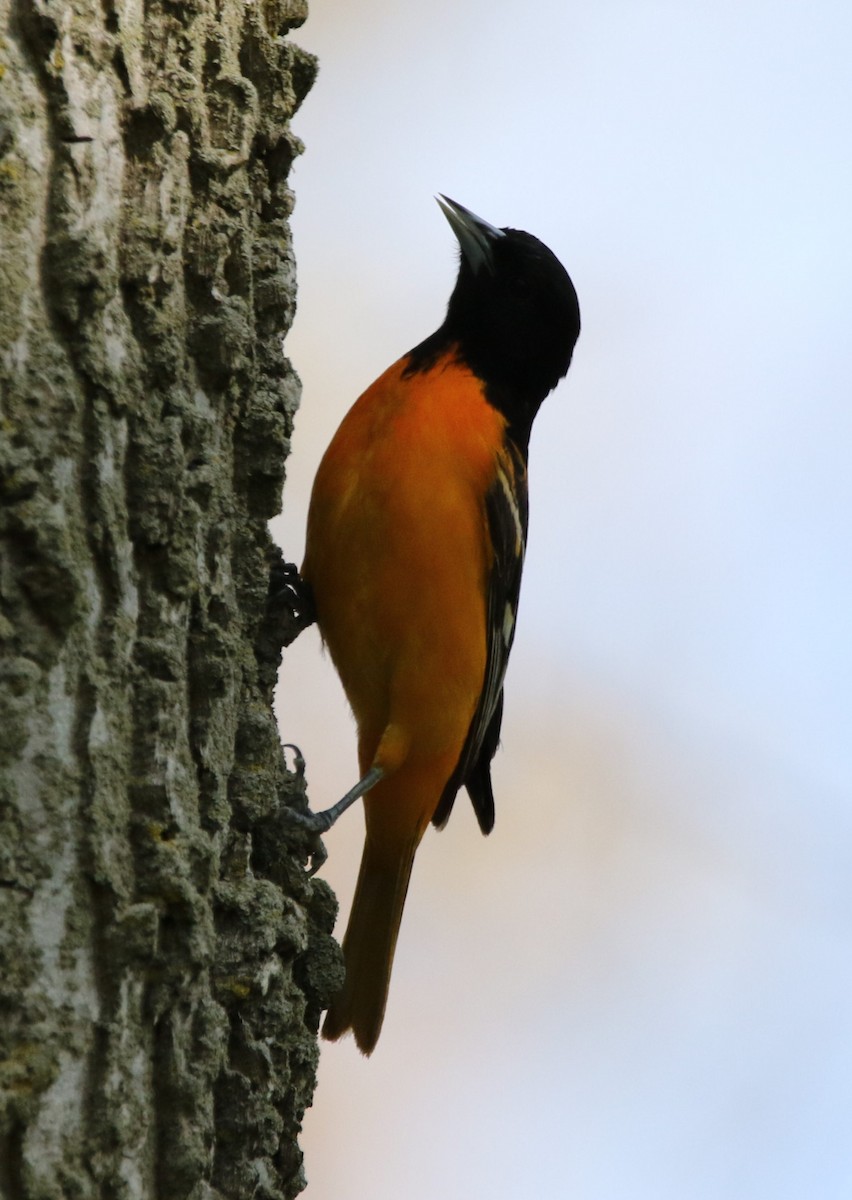 Baltimore Oriole - Marie-Josee D'Amour