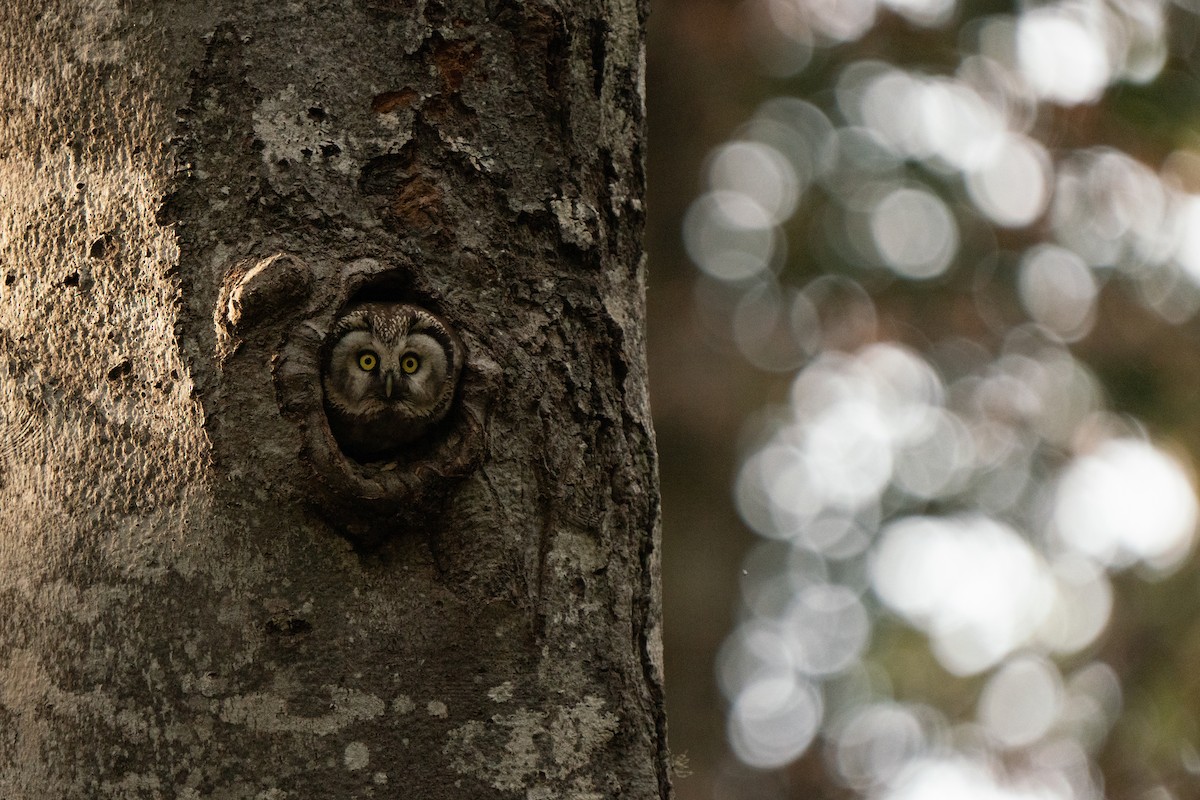 Boreal Owl - Hichem MACHOUK