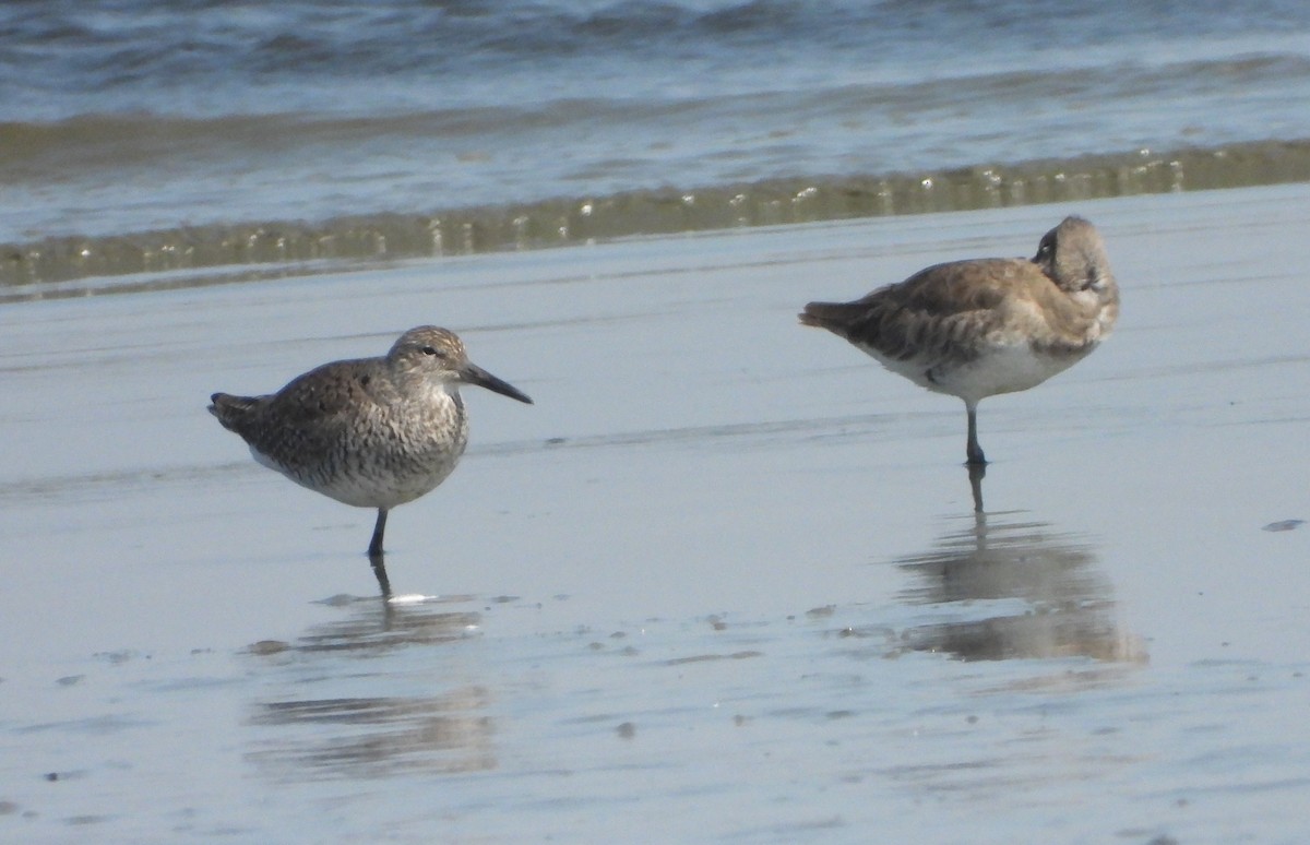 Willet - ML618977482