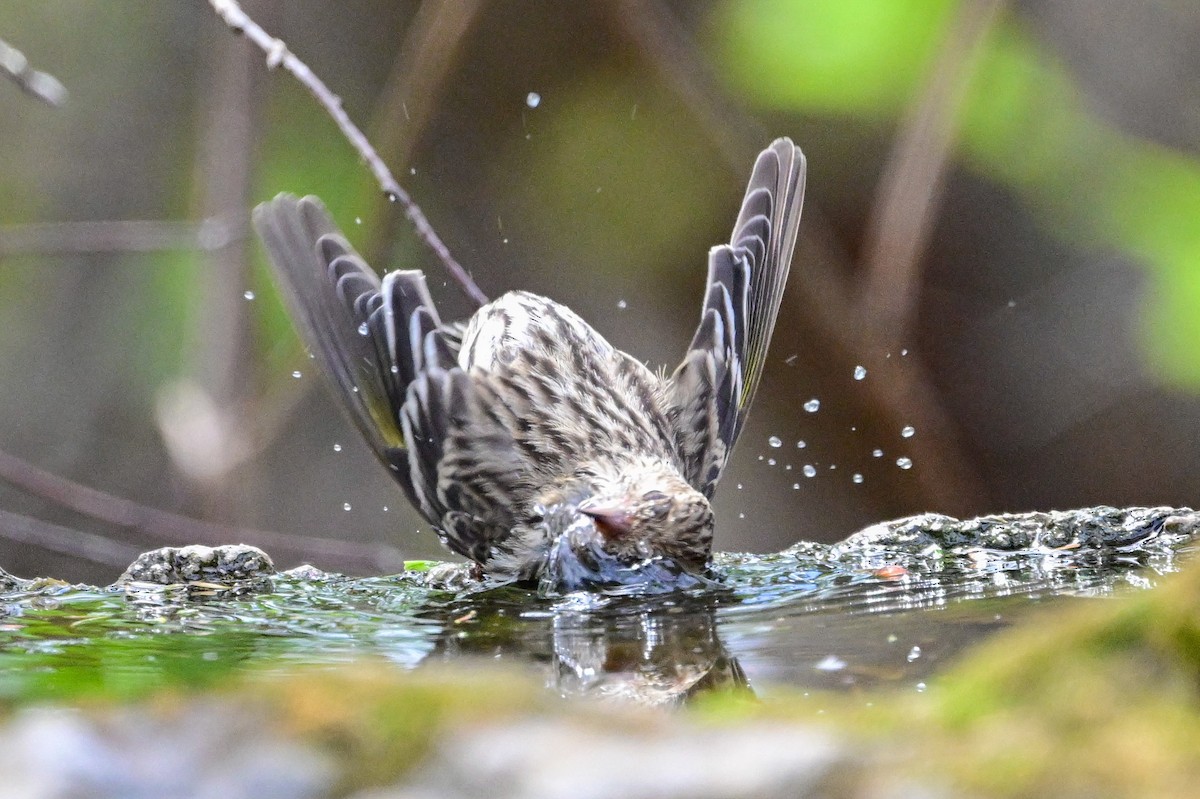 Pine Siskin - Serg Tremblay