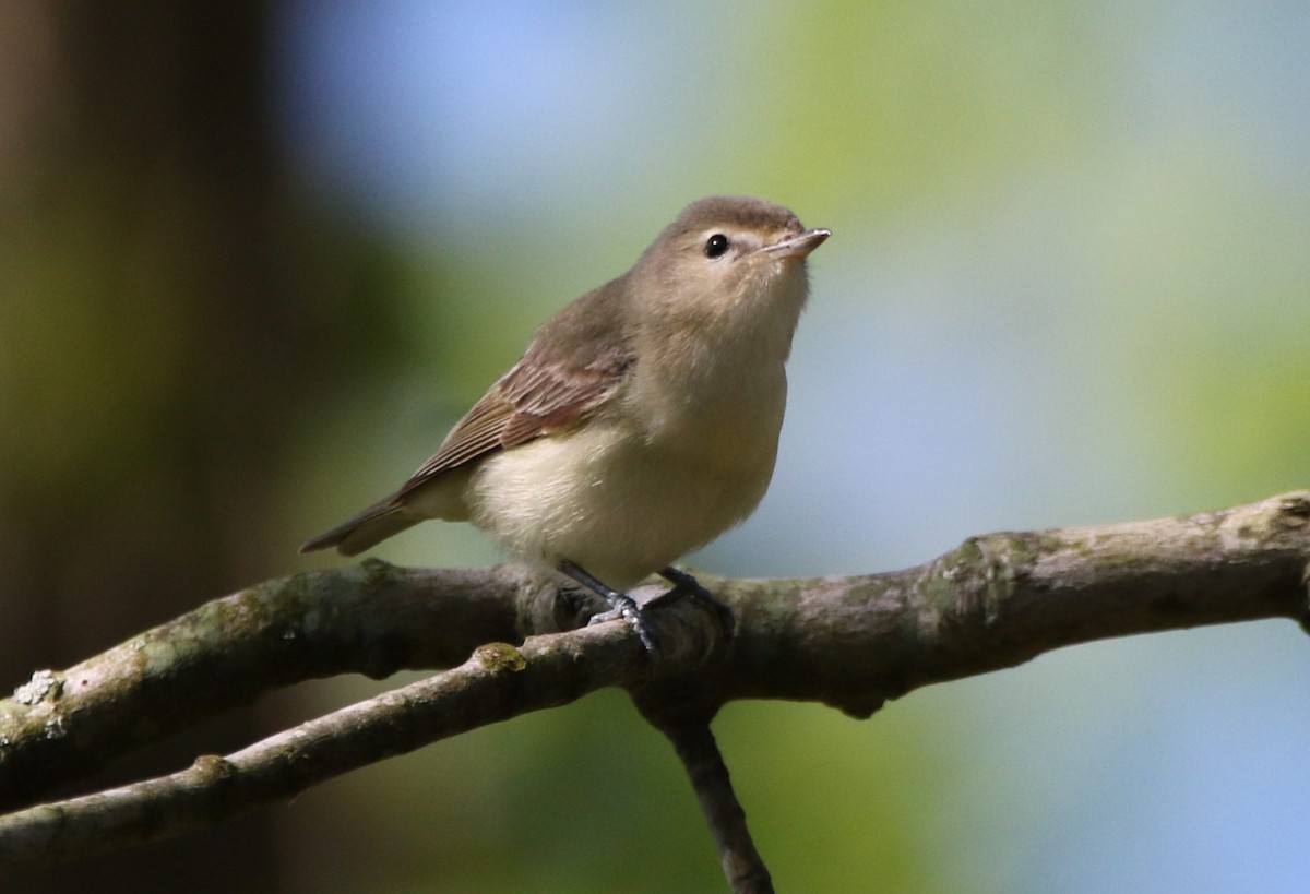 Warbling Vireo - Marie-Josee D'Amour