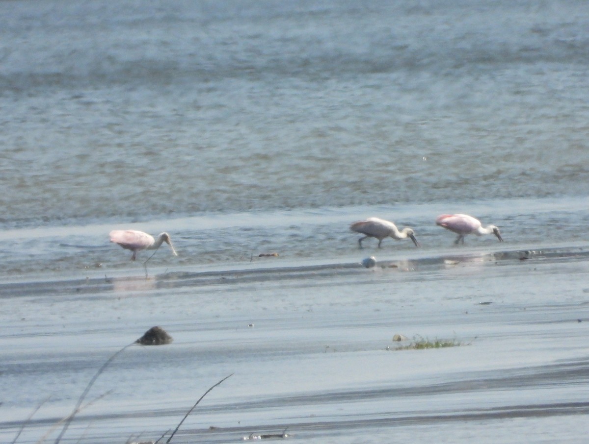 Roseate Spoonbill - ML618977530