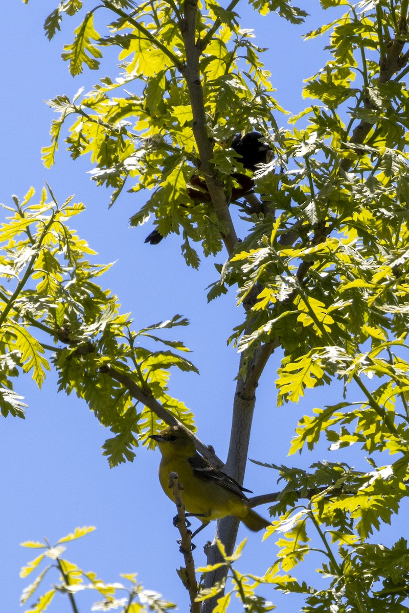 Orchard Oriole - ML618977531