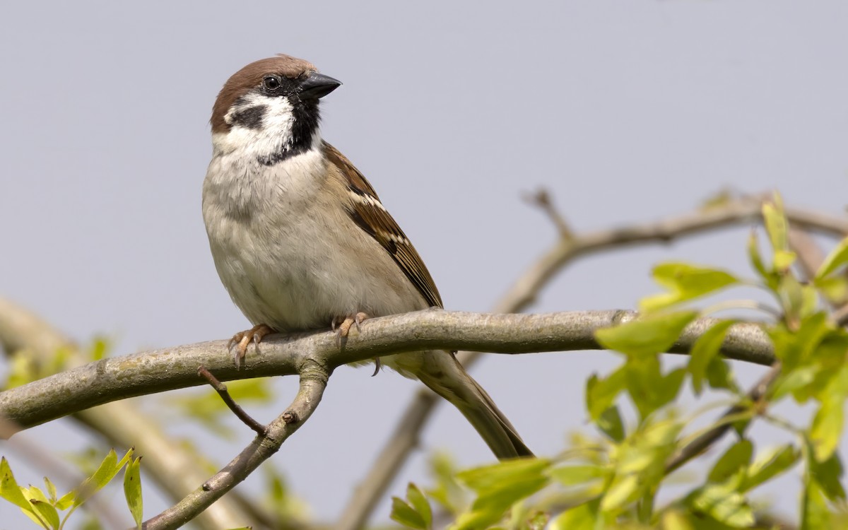 Eurasian Tree Sparrow - Bob  Wood