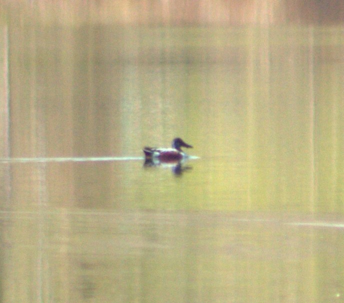 Northern Shoveler - lydia Harrisson