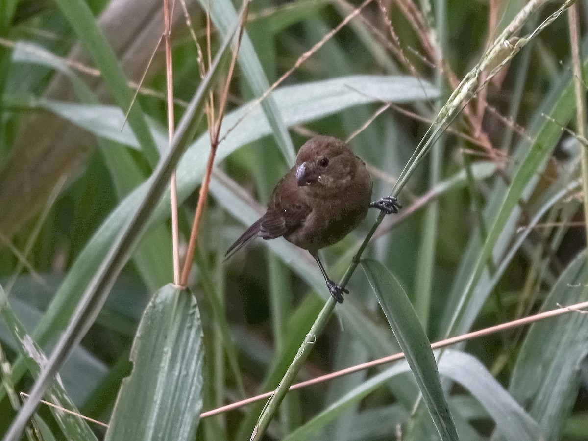 Thick-billed Seed-Finch - Stéphane  Thomin