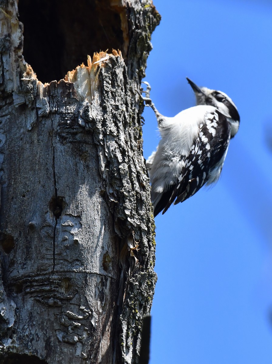 Downy Woodpecker - ML618977571