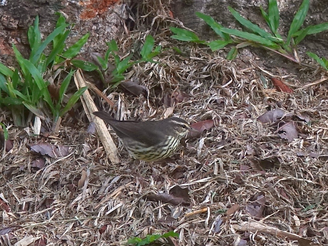 Northern Waterthrush - Stéphane  Thomin