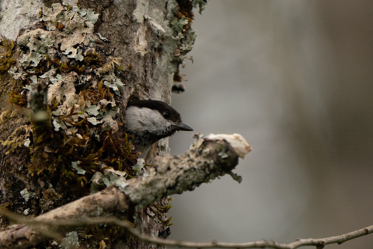 Willow Tit - Hichem MACHOUK