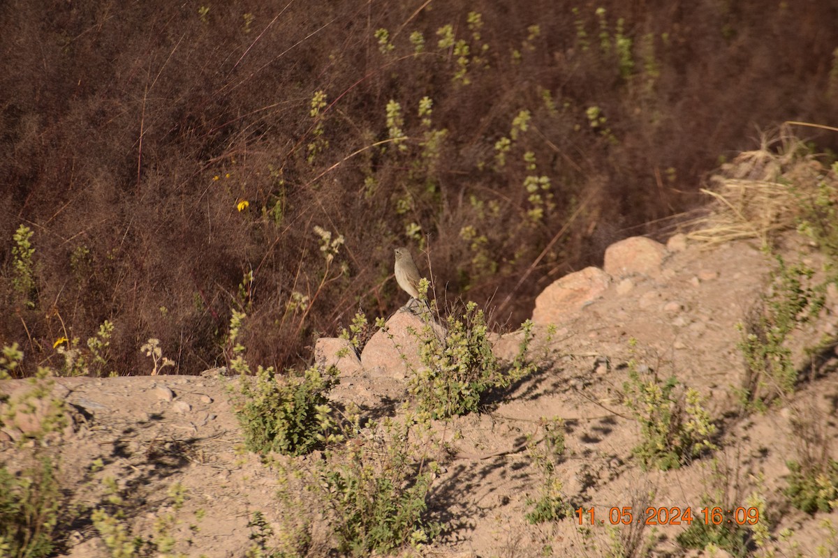 Spot-billed Ground-Tyrant - Reynaldo Valdivia Reyes