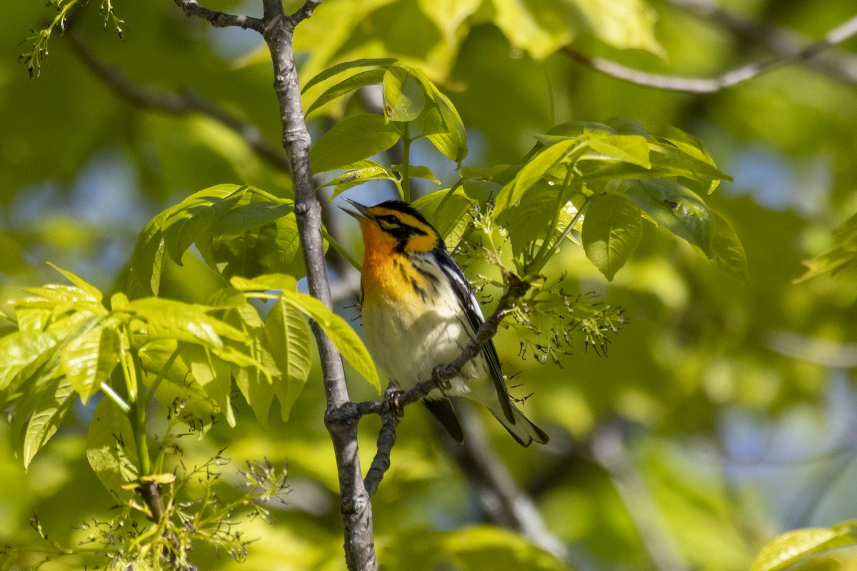 Blackburnian Warbler - ML618977598