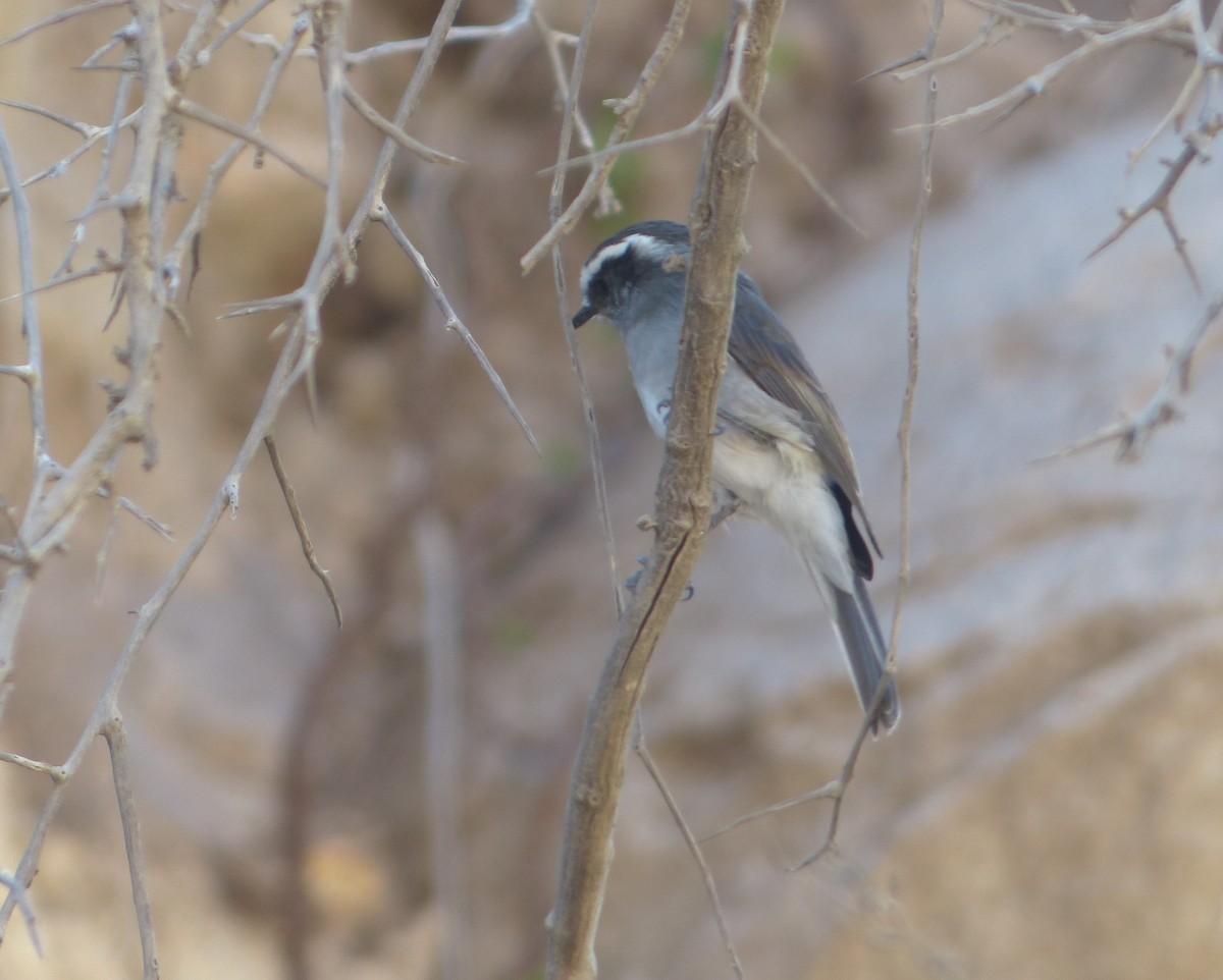 White-browed Chat-Tyrant - ML618977625