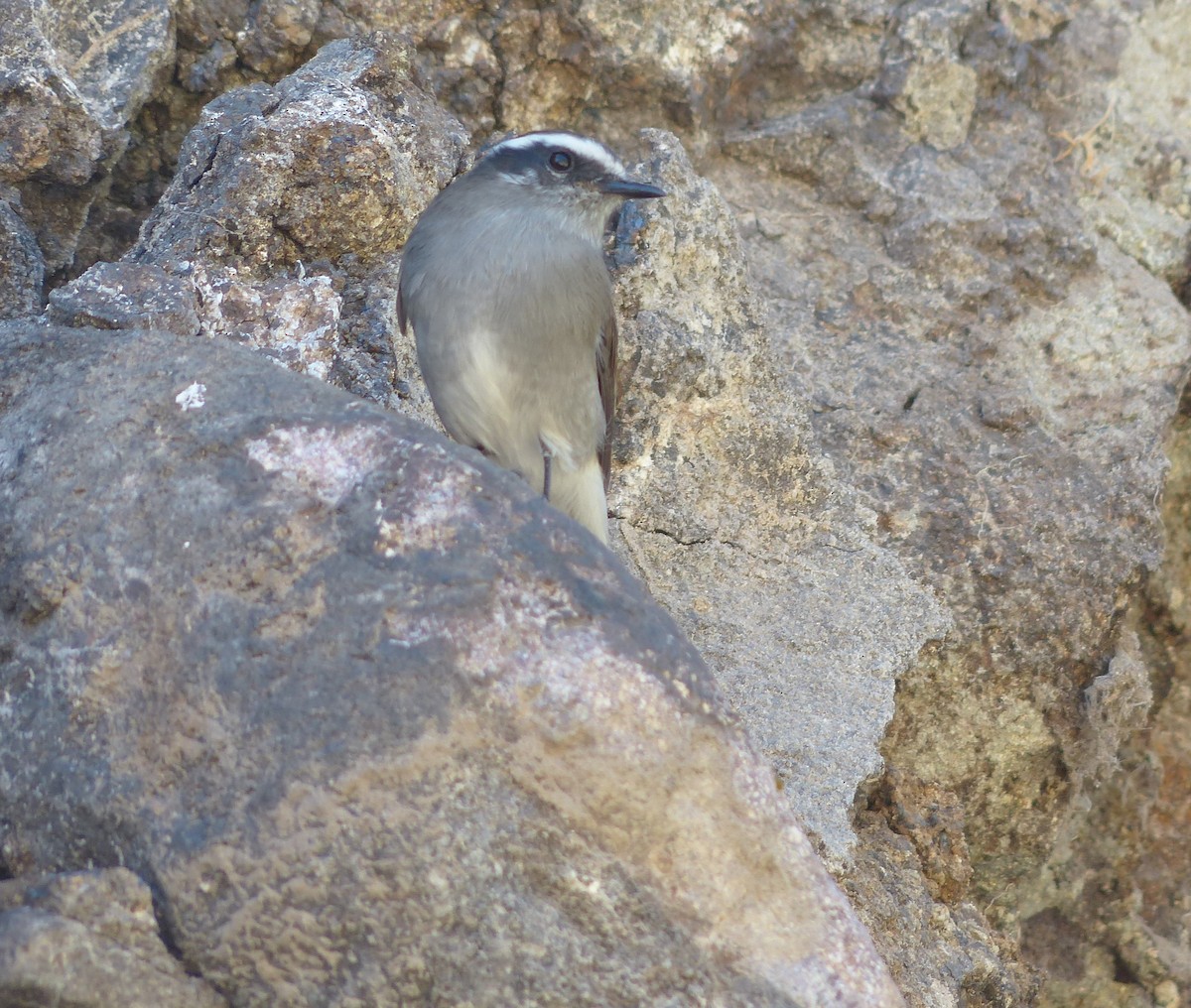 White-browed Chat-Tyrant - ML618977626
