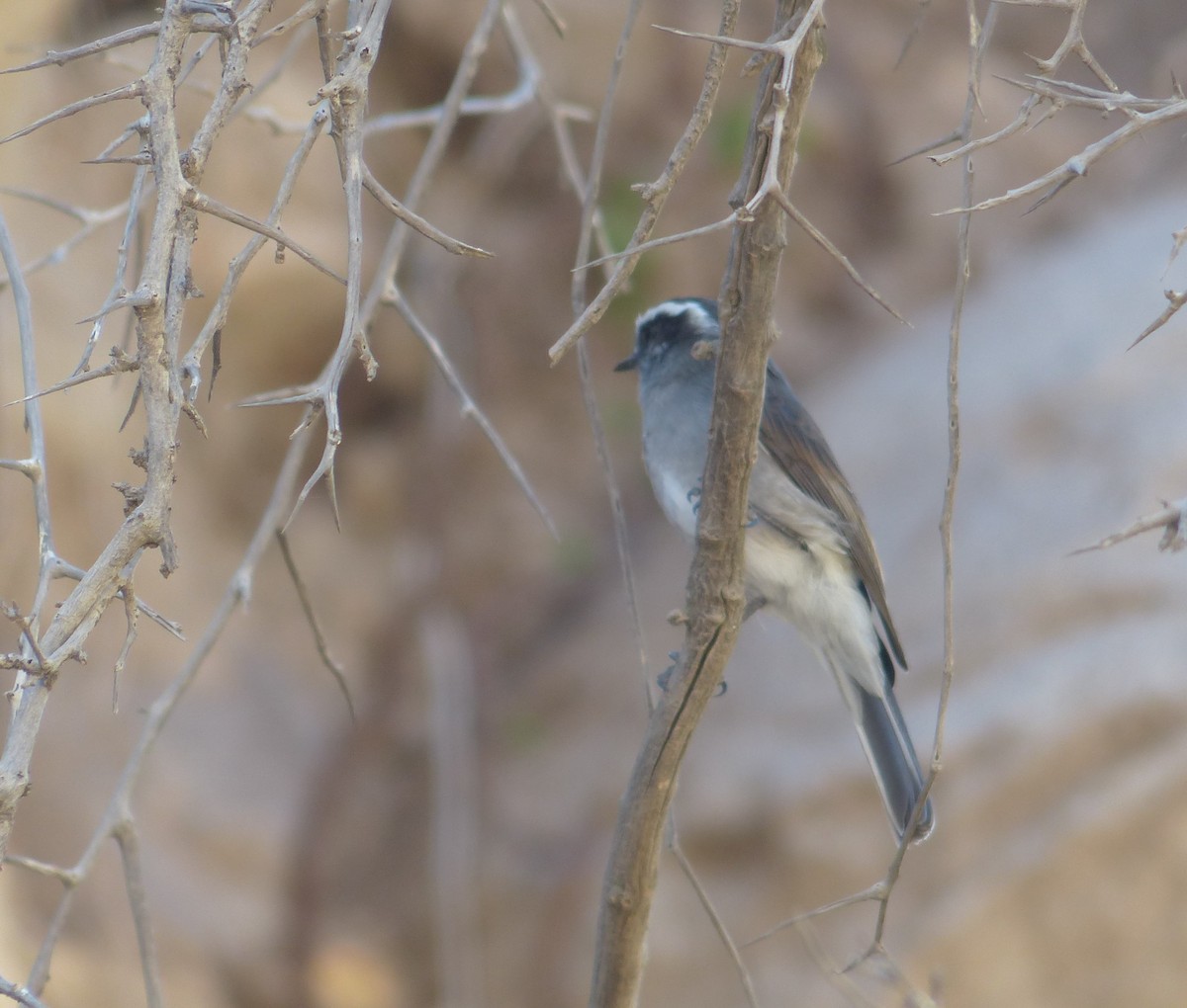 White-browed Chat-Tyrant - ML618977627