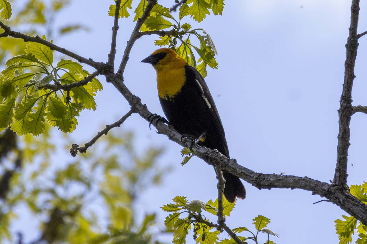 Yellow-headed Blackbird - ML618977629