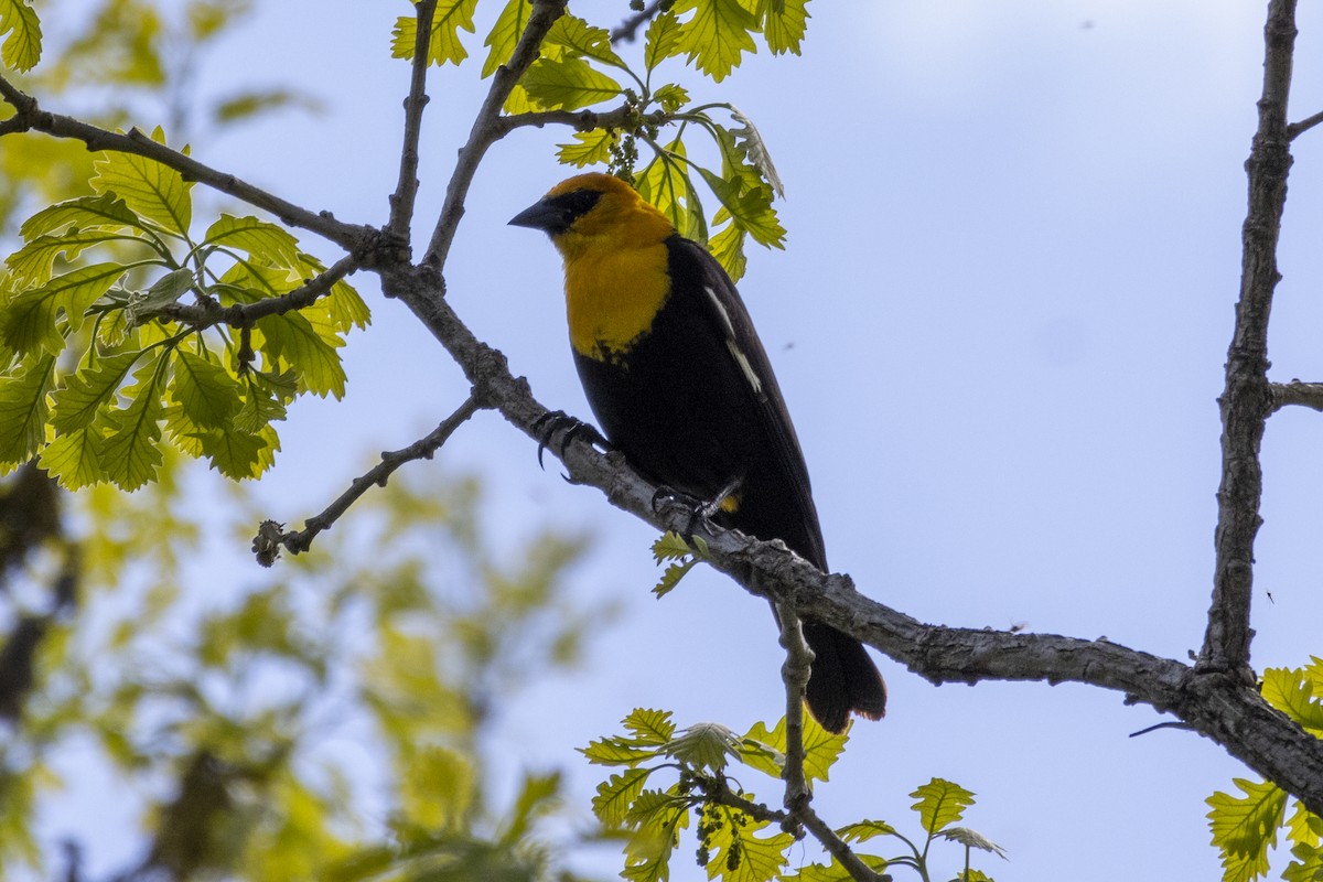 Yellow-headed Blackbird - Alex O’Brien