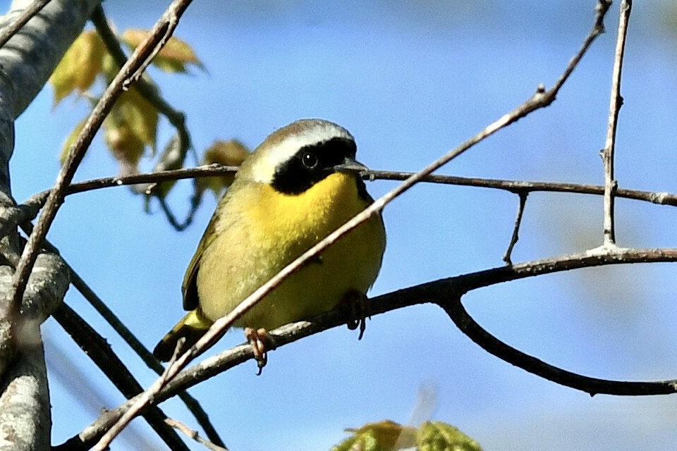 Common Yellowthroat - ML618977630