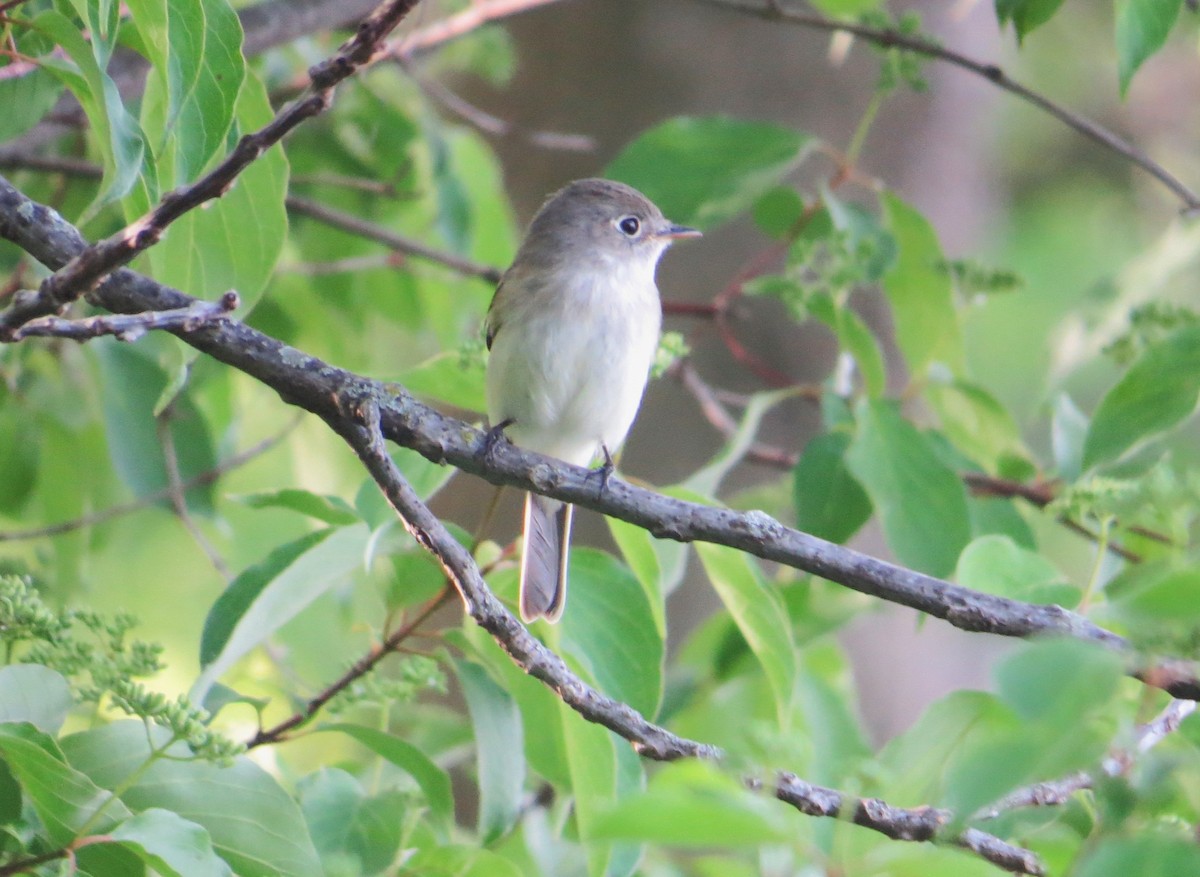 Least Flycatcher - ML618977658