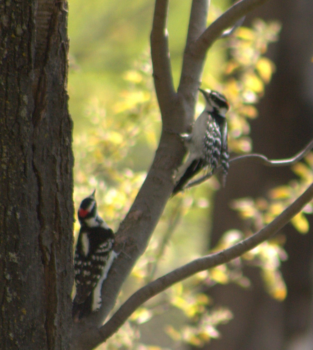 Downy/Hairy Woodpecker - lydia Harrisson