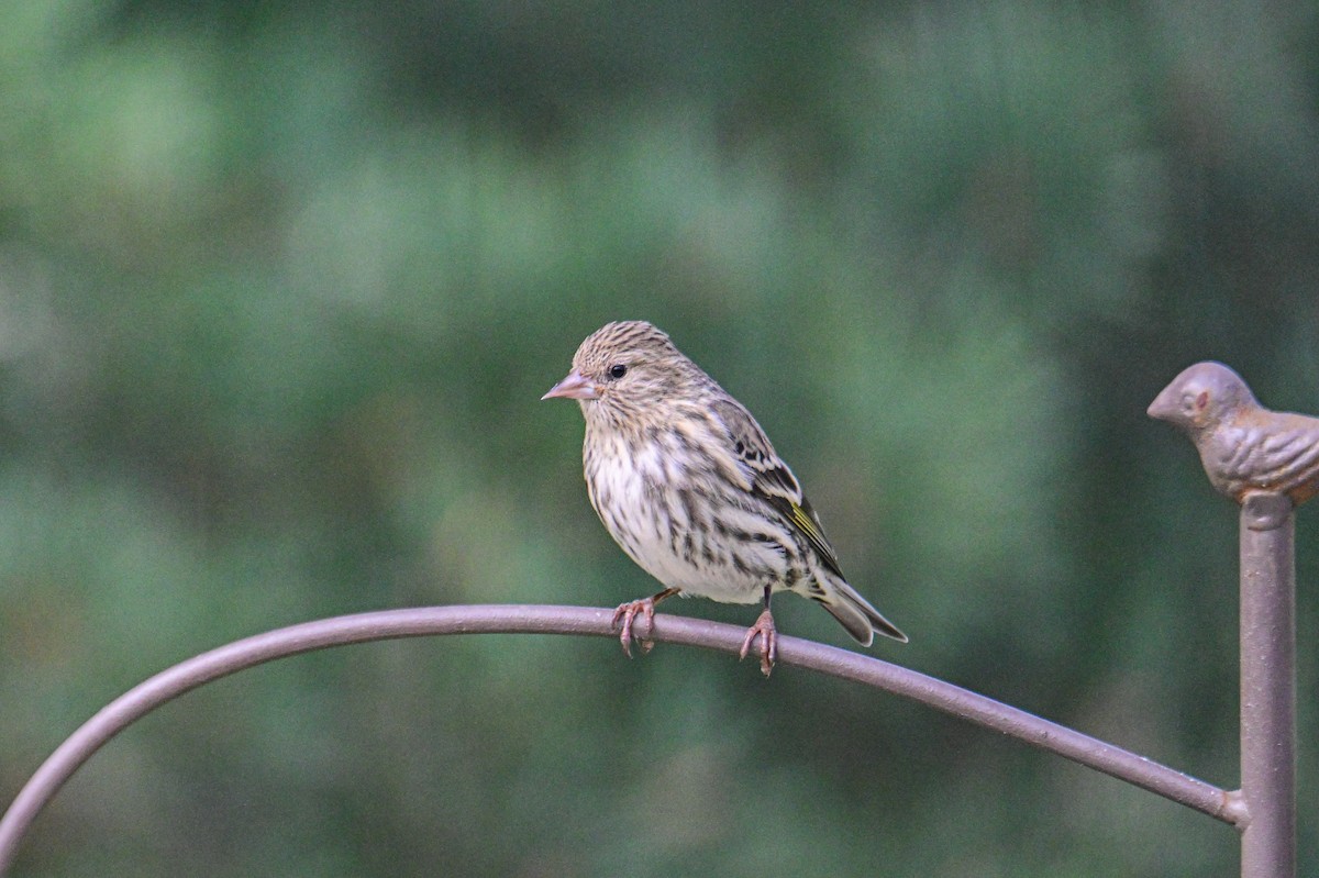 Pine Siskin - Serg Tremblay