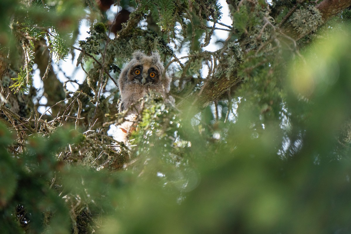 Long-eared Owl - Hichem MACHOUK