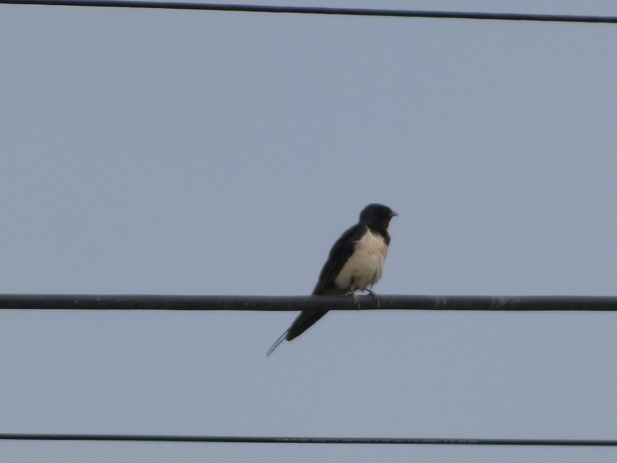 Barn Swallow - Mike Tuer