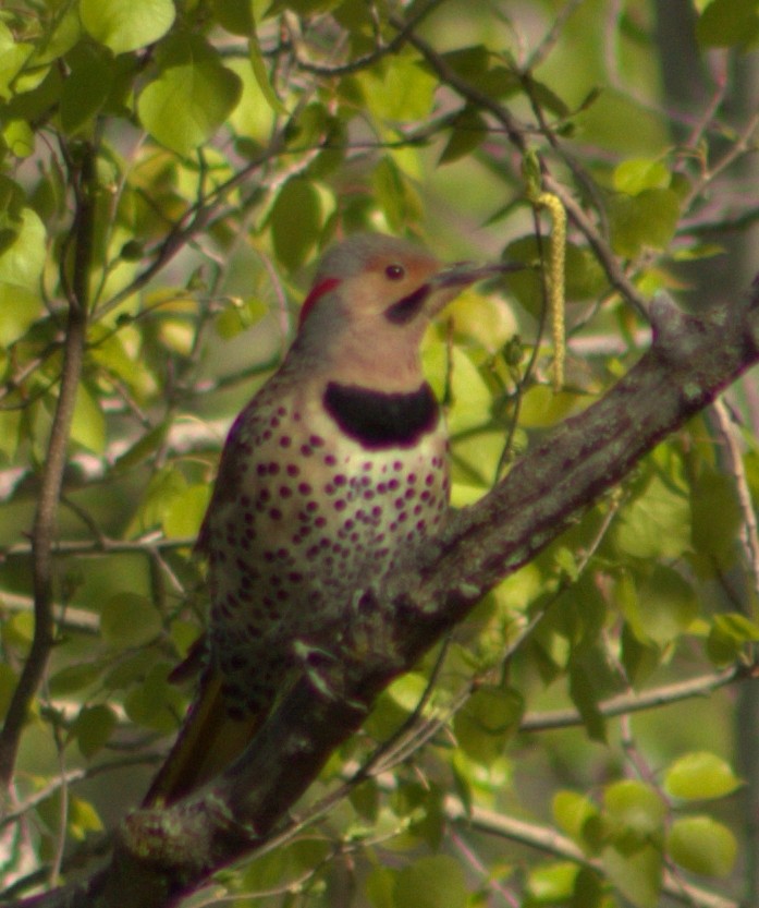 Northern Flicker - lydia Harrisson