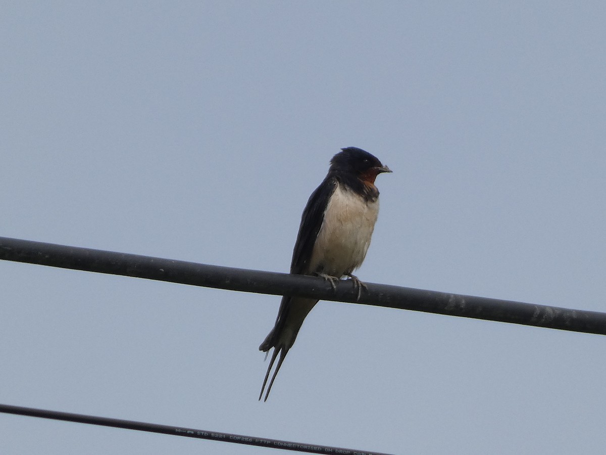 Barn Swallow - ML618977683