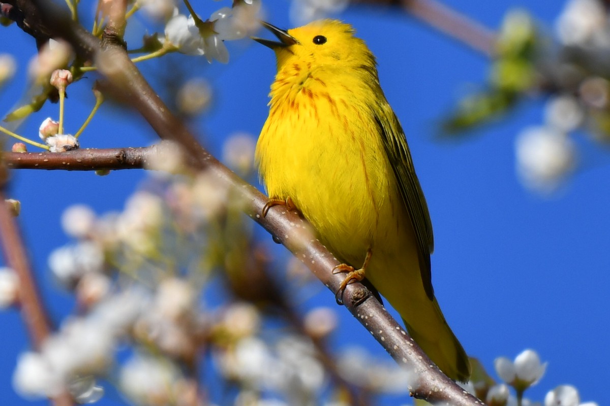 Yellow Warbler - ML618977684