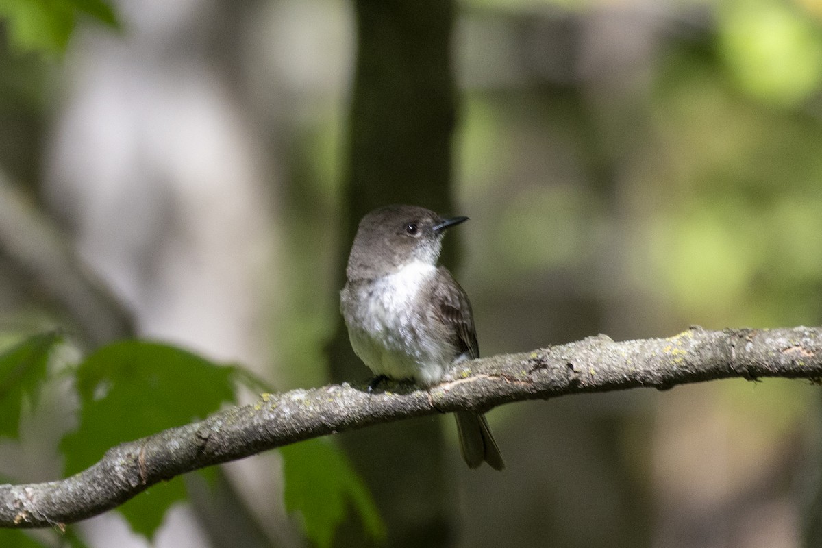 Eastern Phoebe - ML618977695