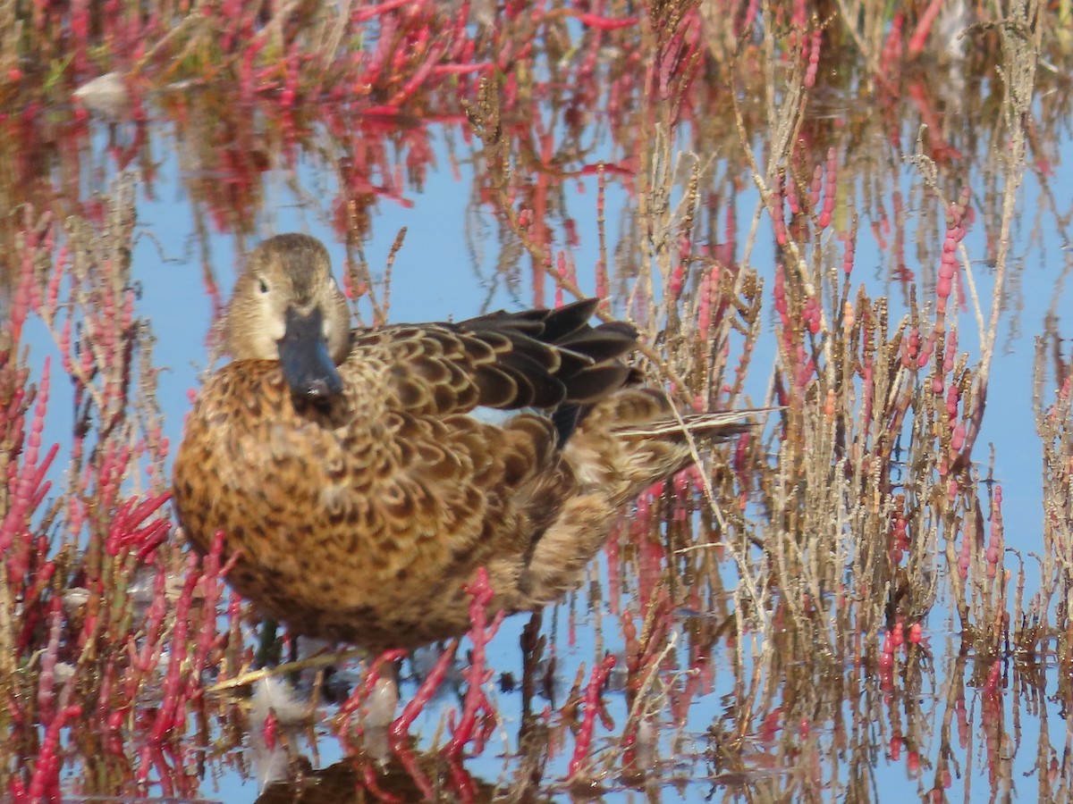 Cinnamon Teal - ML618977696