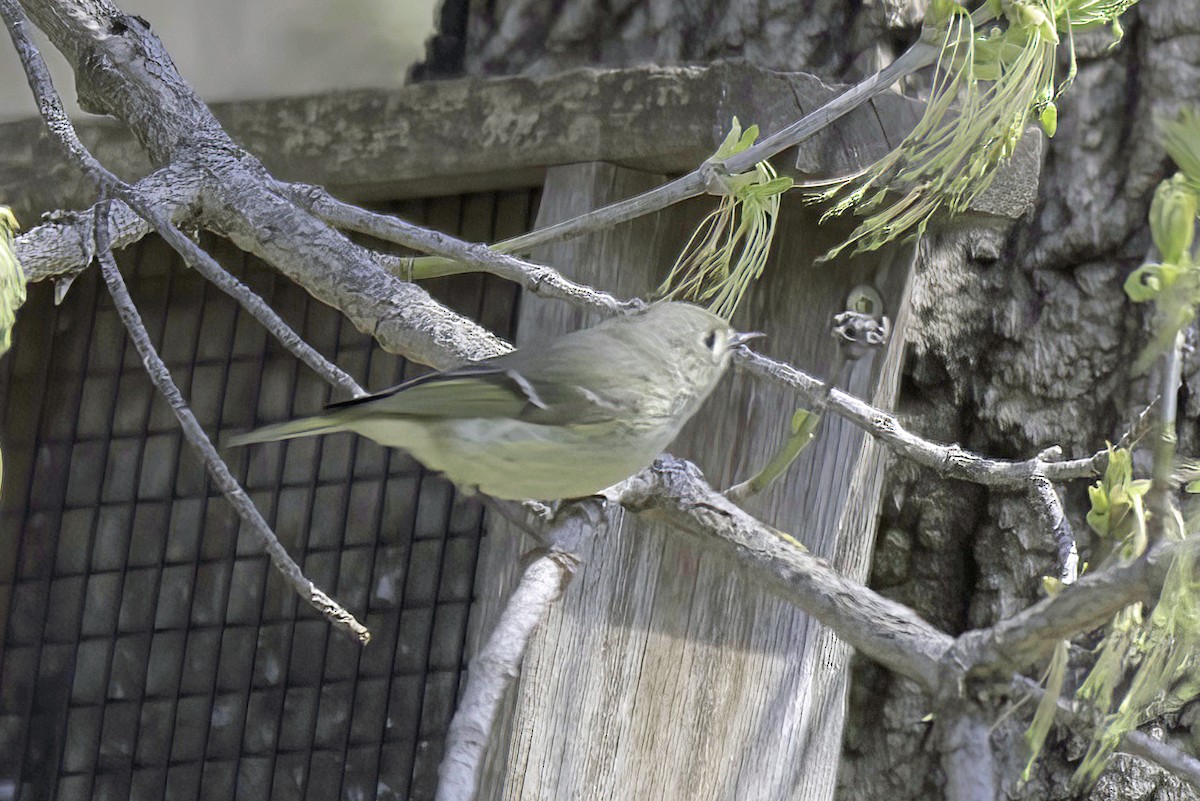 Ruby-crowned Kinglet - Jim Tonkinson