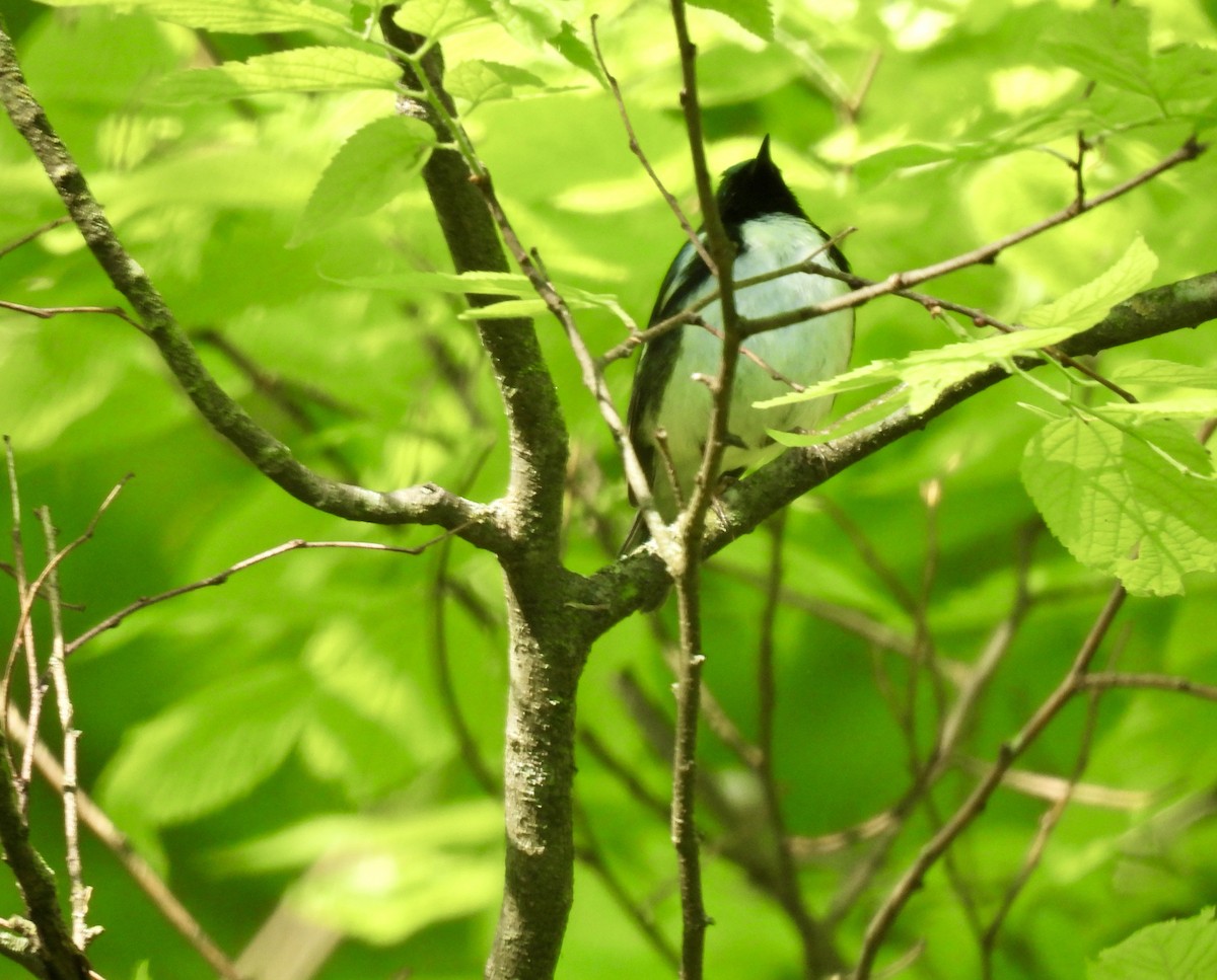 Black-throated Blue Warbler - Corinna Honscheid